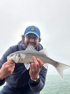 European Bass (Seabass)