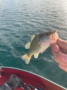 Largemouth Bass