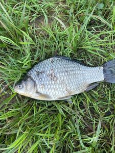 Crucian Carp