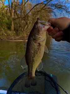 Smallmouth Bass