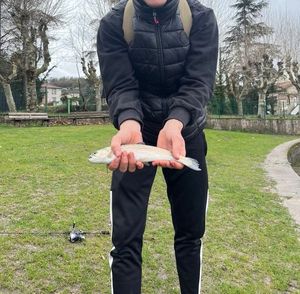 Rainbow Trout