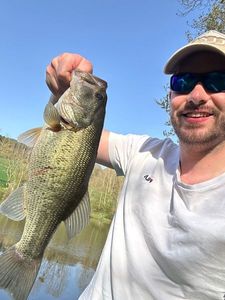 Largemouth Bass