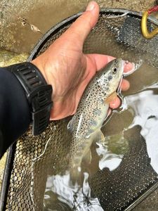 Brown Trout