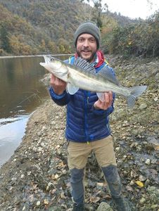 Zander