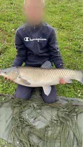 Grass Carp