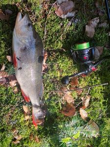 European Perch