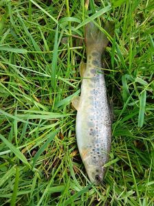Brown Trout
