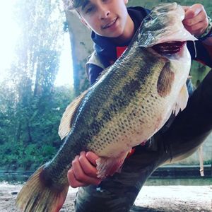 Largemouth Bass