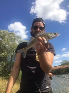 Zander