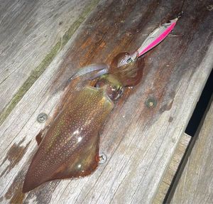 European Squid