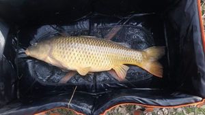 Common Carp