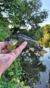 European Perch