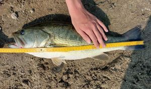 Largemouth Bass