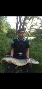 Northern Pike