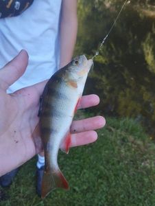European Perch