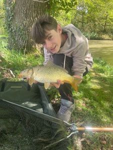 Common Carp