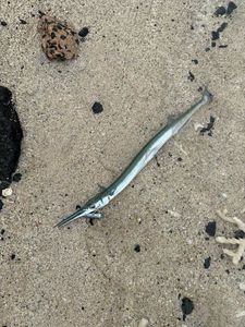 Houndfish