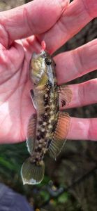 Round Goby