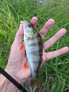 European Perch