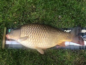 Common Carp