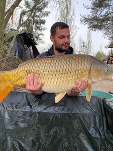 Common Carp