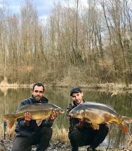 Common Carp