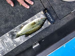 Largemouth Bass