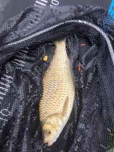 Common Bream