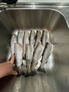 Rainbow Trout