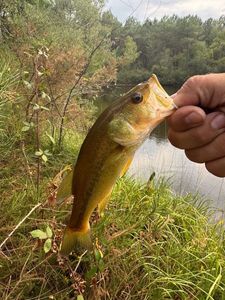 Largemouth Bass