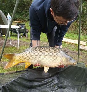 Common Carp