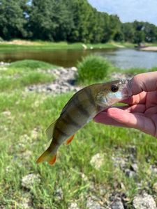 European Perch