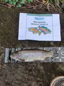 Rainbow Trout