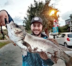 European Bass (Seabass)