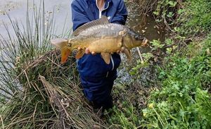 Mirror Carp