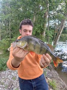 European Perch