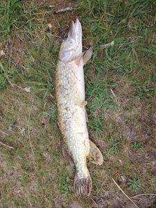 Northern Pike