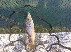 Alewife