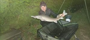 Sturgeon