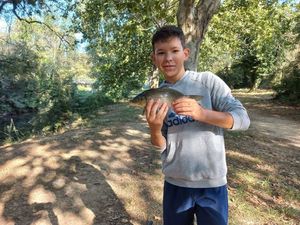 Crucian Carp