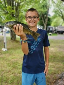 Largemouth Bass