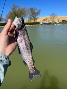Rainbow Trout