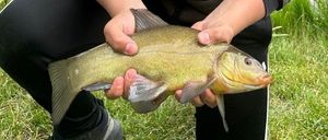 Tench