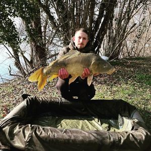 Mirror Carp