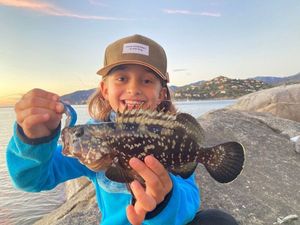 Brown Grouper (Dusky)