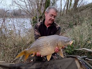 Common Carp