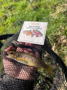 Brown Trout