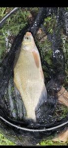 Common Bream