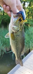 Largemouth Bass