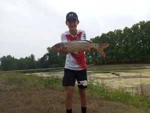 Common Carp